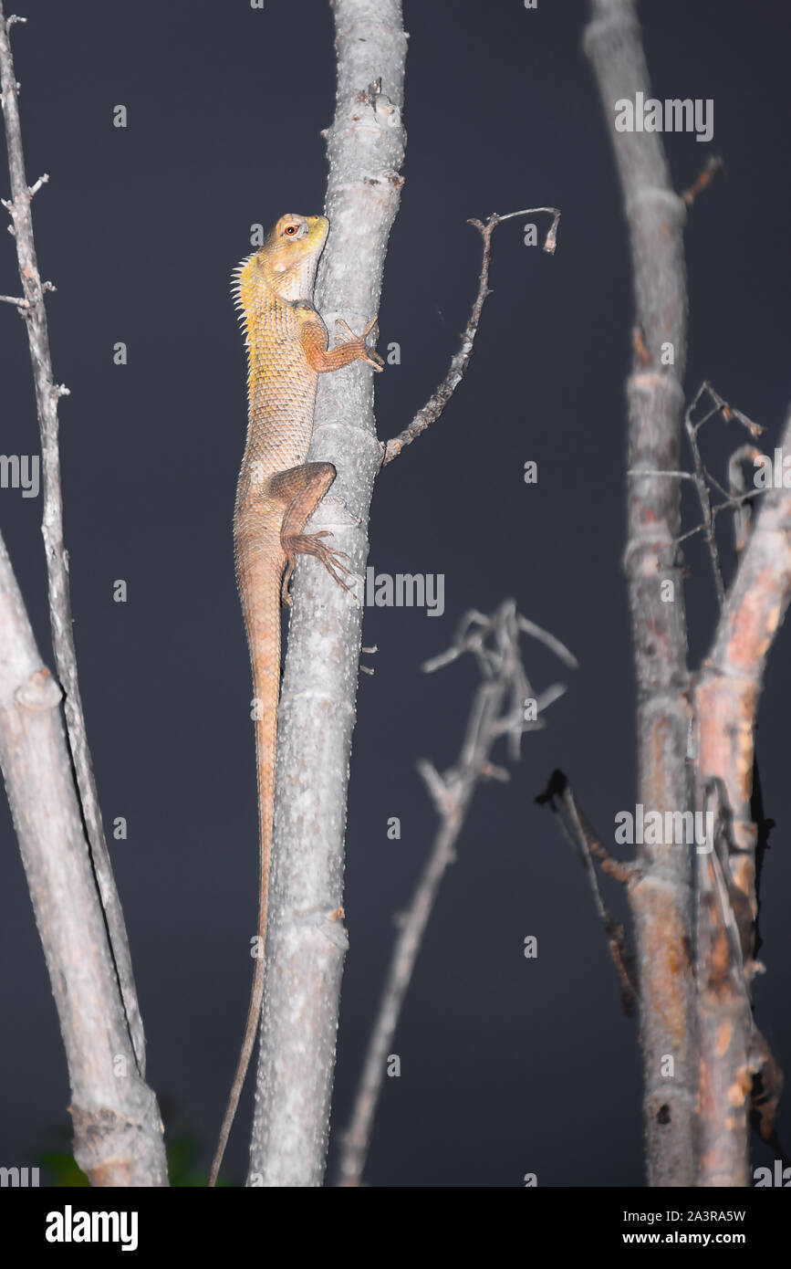 Indian chameleon o lizard guardando in avanti nella foresta indiana di sera Foto Stock