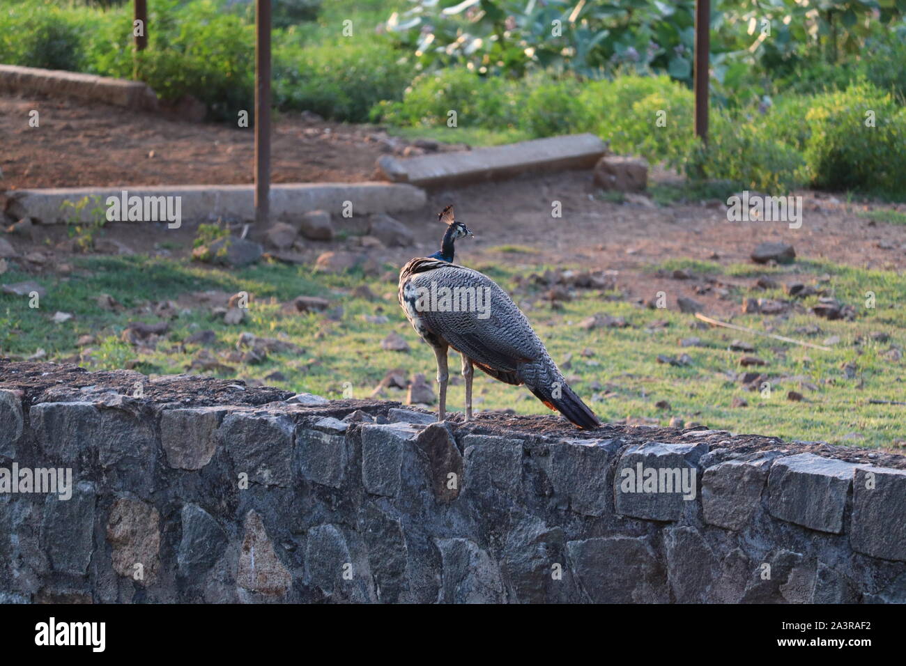 Il peafowl indiano o peafowl blu , un grande e colorato luminosamente bird, è una specie di peafowl nativo di Asia del Sud.Peacock seduto sulla recinzione. Foto Stock