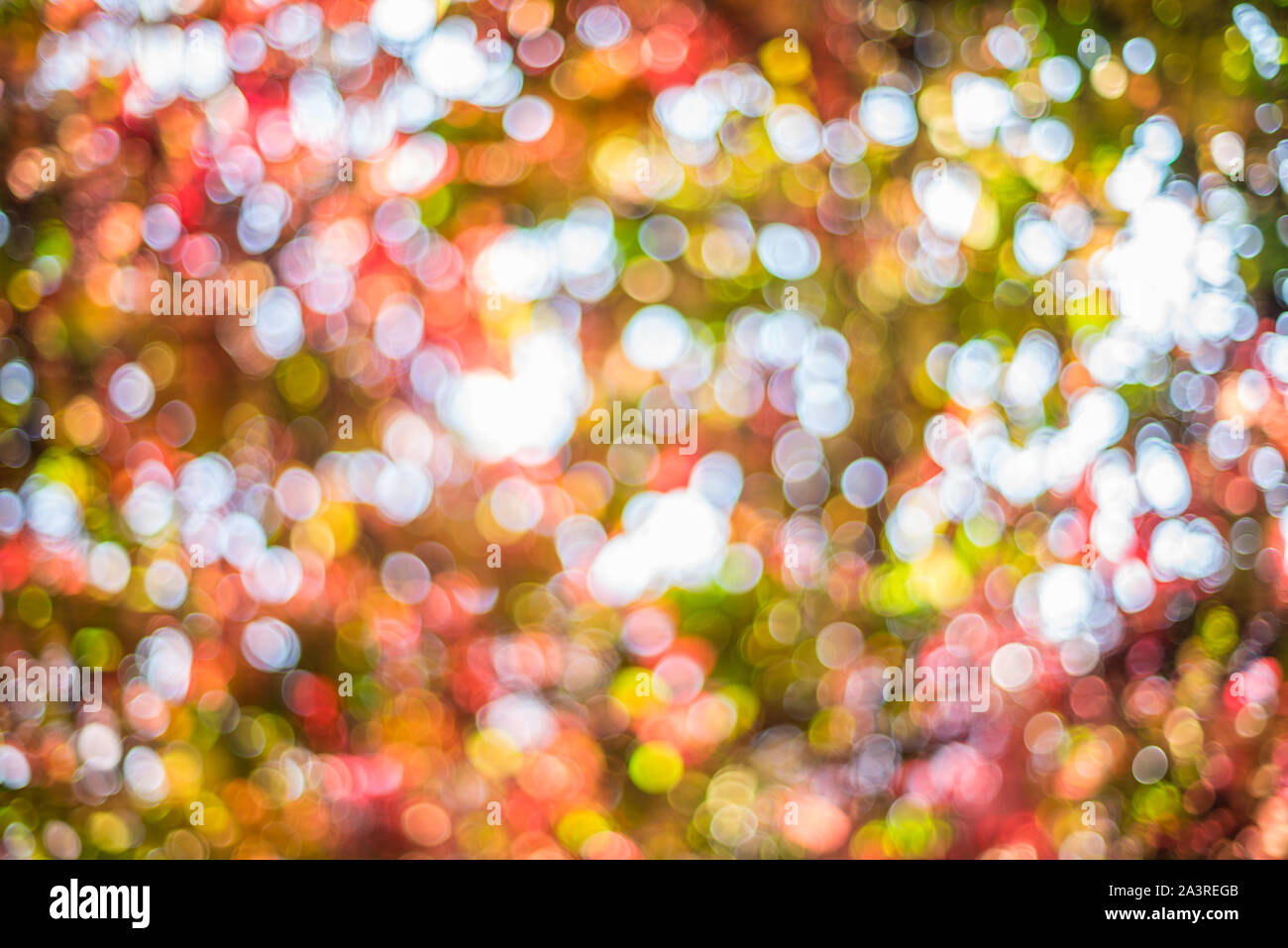 Autunno sfondo con un bel multi-colore di sunny bokeh di fondo. Foto Stock