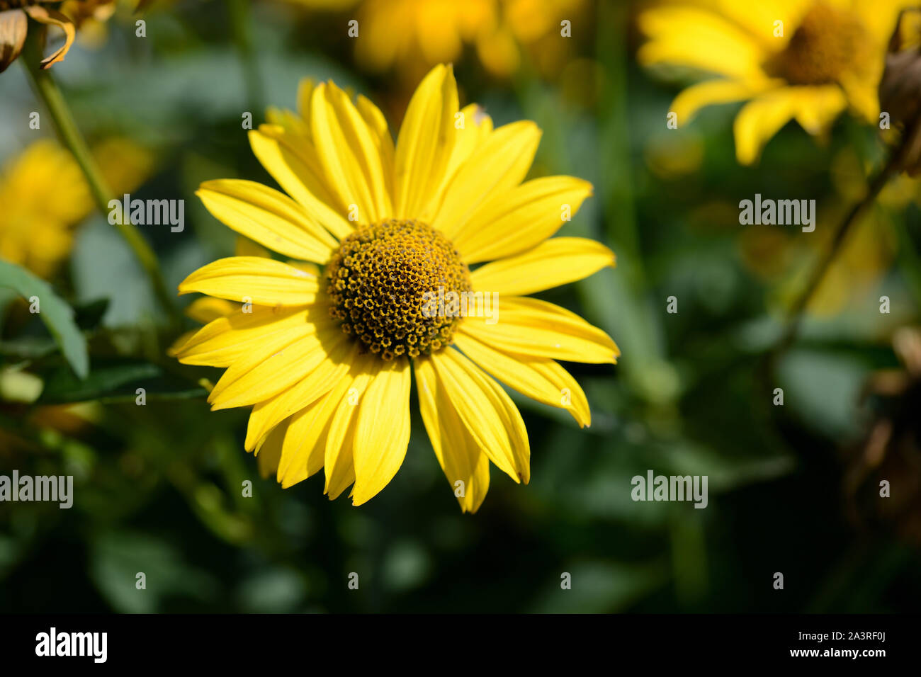 Di colore giallo brillante Rudbeckia fiore in un giardino estivo illuminata dal sole di close-up Foto Stock