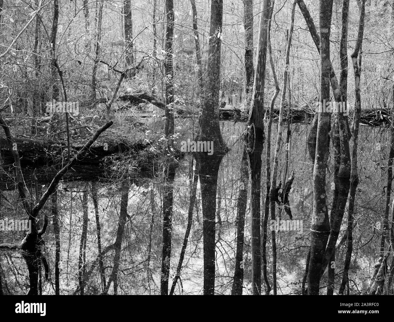 Sezione paludosa nella contea di Polk porzione di grande canneto National Preserve, U.S. Park area di servizio messi da parte per proteggere le piante e la fauna selvatica in paludoso grande canneto, una ricca di foreste angolo sud-est del Texas Foto Stock