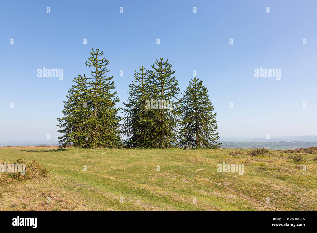 Monkey puzzle alberi su Hergest Ridge Foto Stock