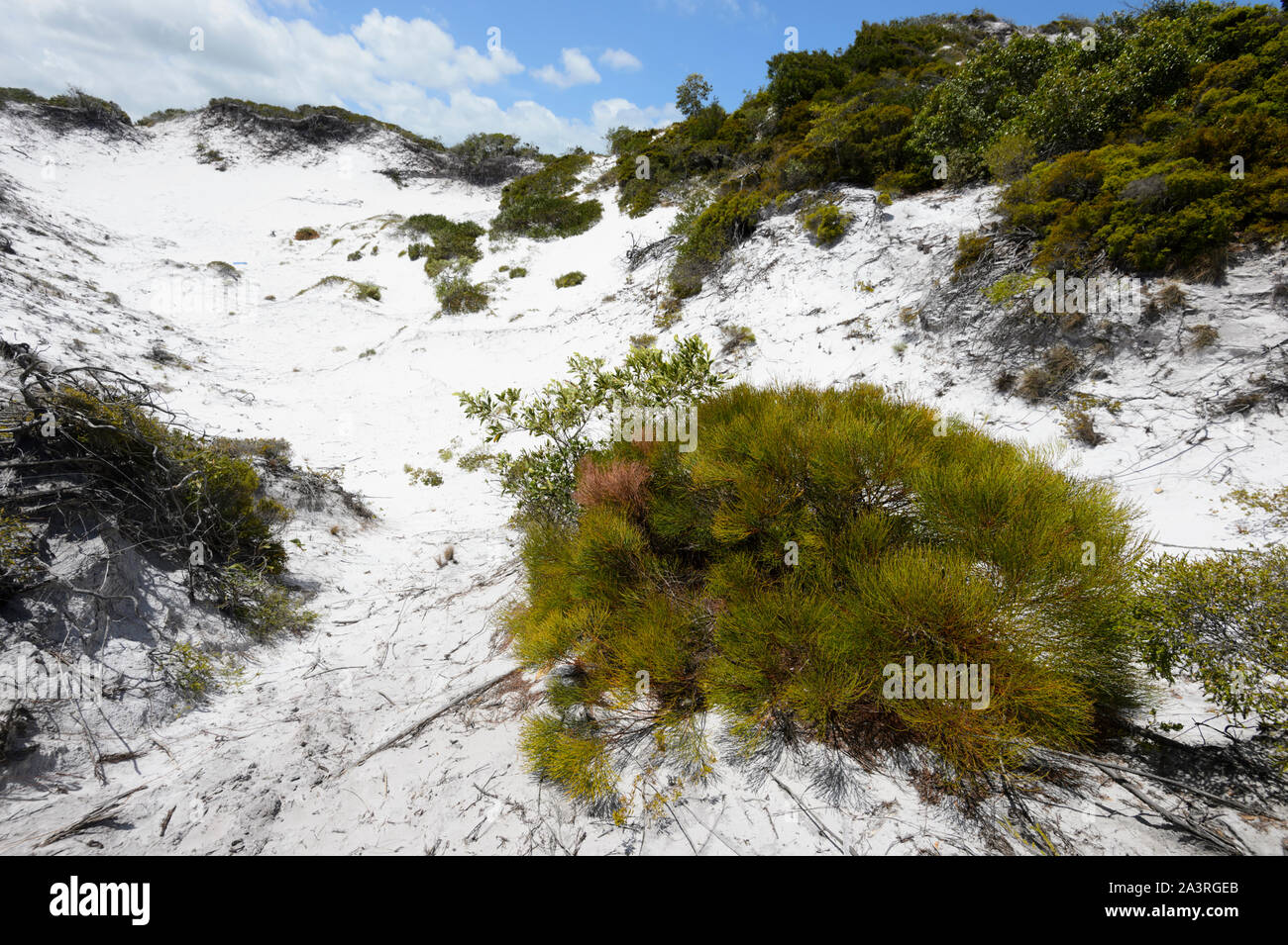 Vegetazione costiera crescente su silice colline di sabbia, Elim Spiaggia, Lontano Nord Queensland, FNQ, QLD, Australia Foto Stock