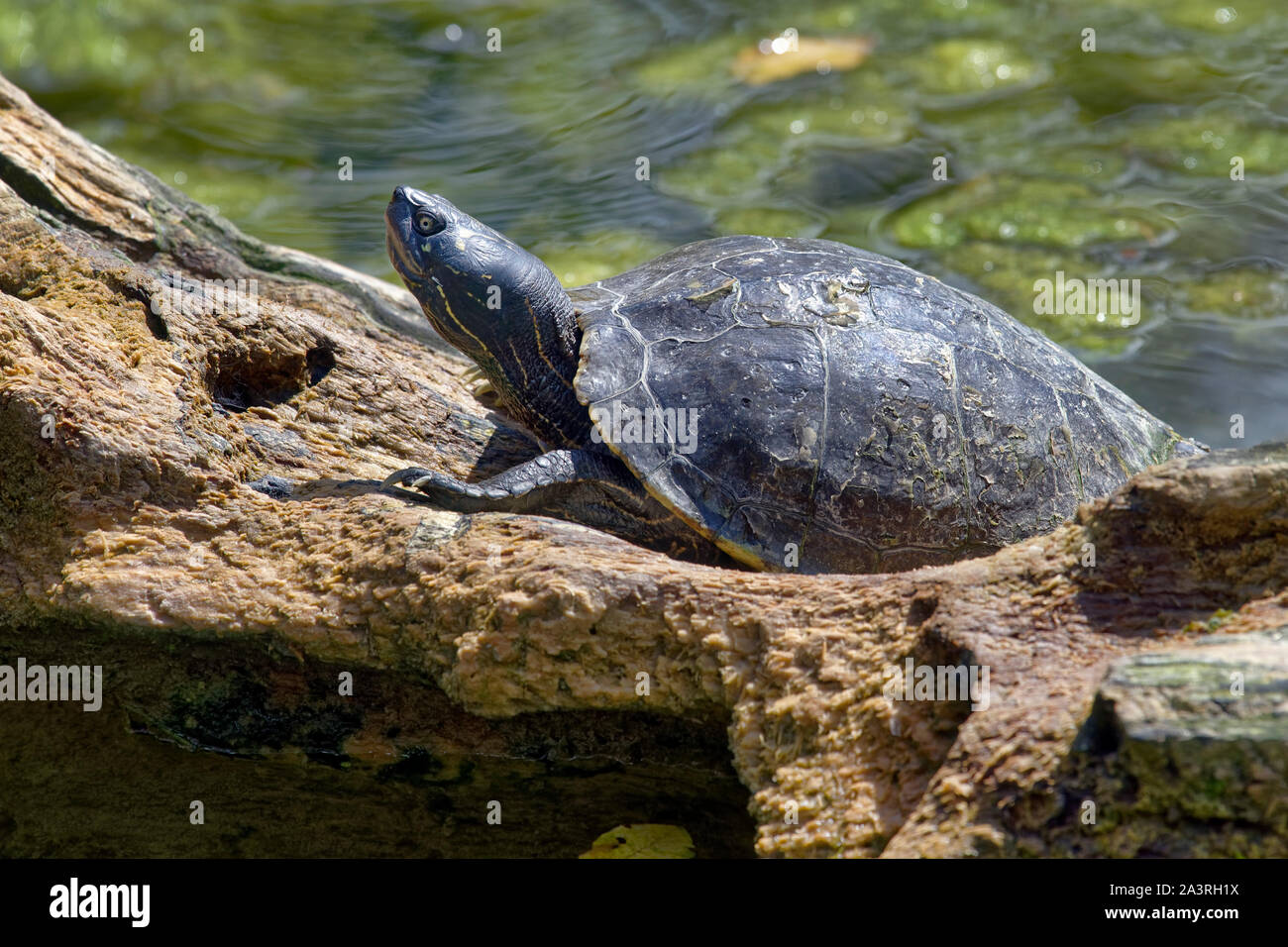 Rosso-eared slider turtle - Trachemys scripta elegans Foto Stock