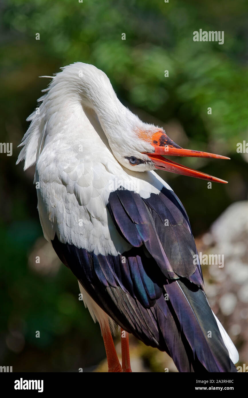 Cicogna bianca - Ciconia ciconia Foto Stock