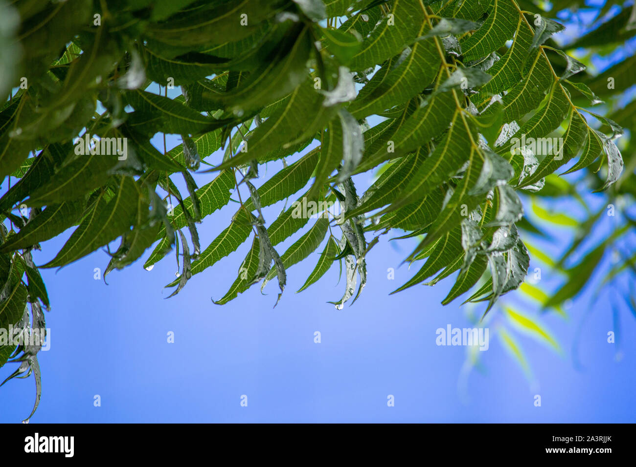 Gocce di pioggia il gocciolamento da foglie di Azadirachta indica, albero di neem. Foto Stock