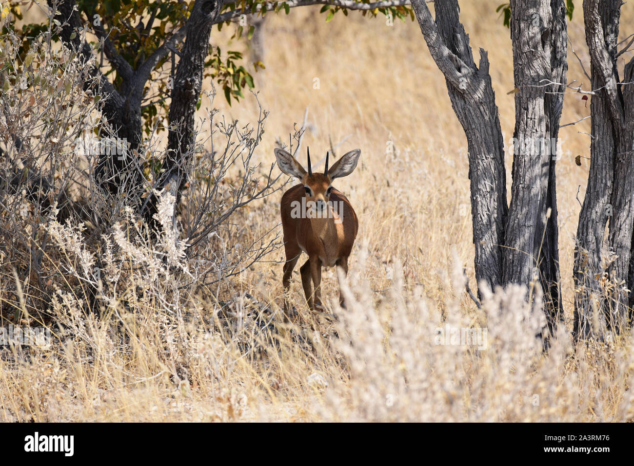 Maschio (Steenbok Raphicerus campestris) in Etosha National Park, Namibia Foto Stock