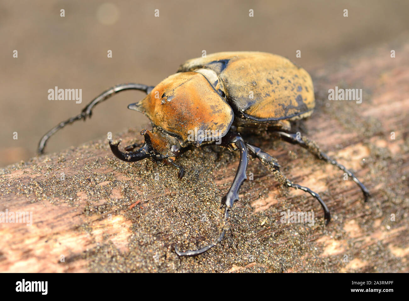 Elephant Beetle (Megasoma elephas) su un albero caduto in Costa Rica. Foto Stock