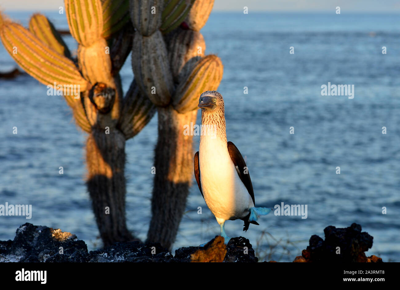 Blu-footed Booby (sula nebouxi) all'alba in Isabela Island. Galapagos Parco Nazionale. Ecuador Foto Stock