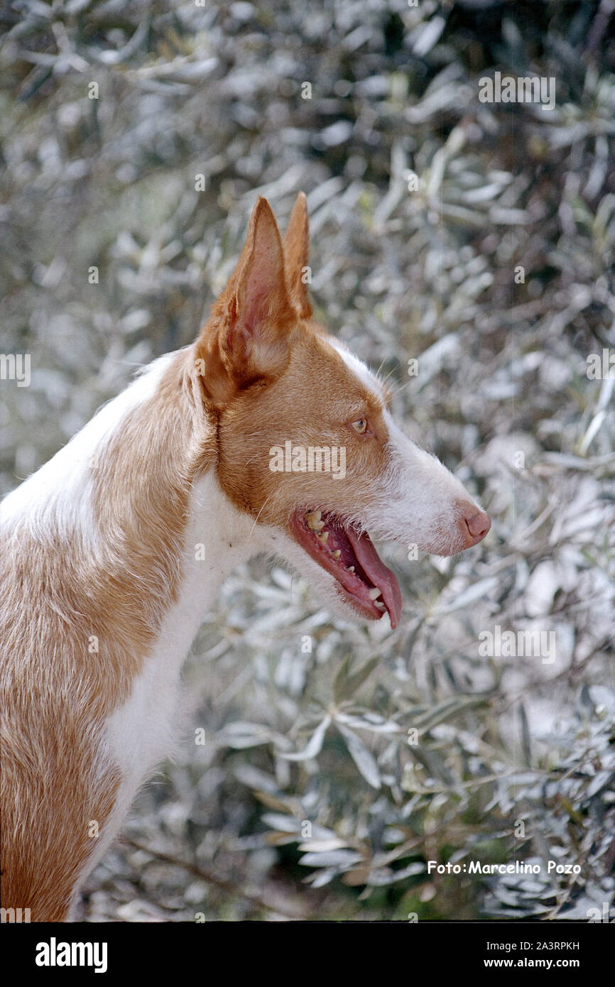 Podenco andaluso marrone e bianco ritratto della testa del cane di razza outdoor Foto Stock