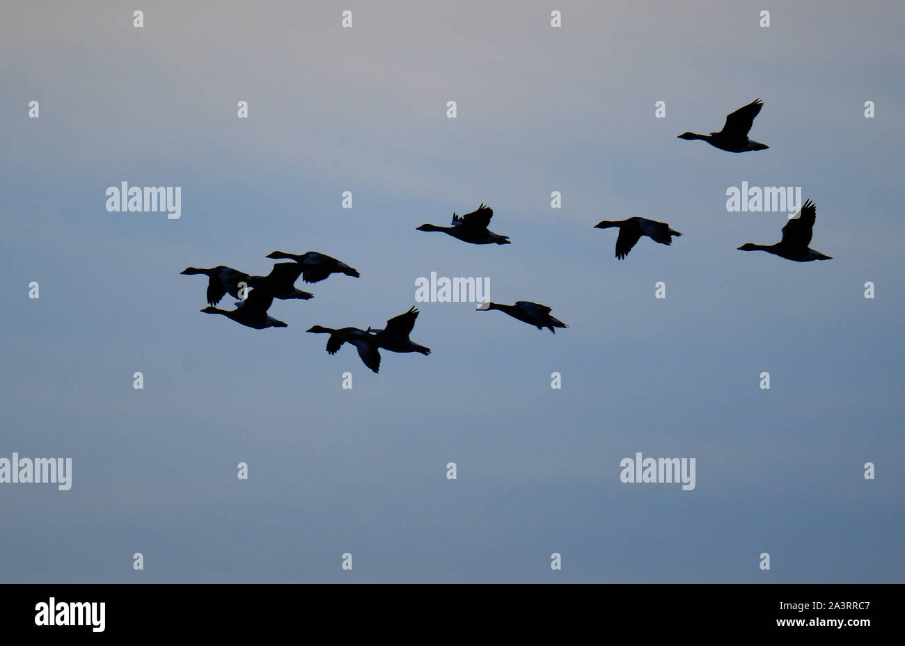 Le oche in volo in tarda serata. Foto Stock