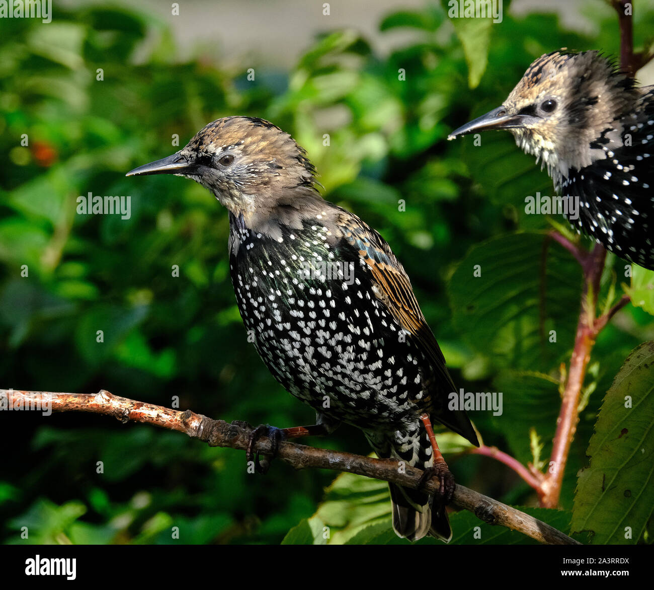 Giovani Starling con inizio di piume per adulti. Foto Stock