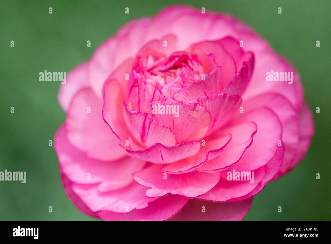 Un fiore doppio rosa di farfalle persiane (Ranunculus asiaticus) Foto Stock