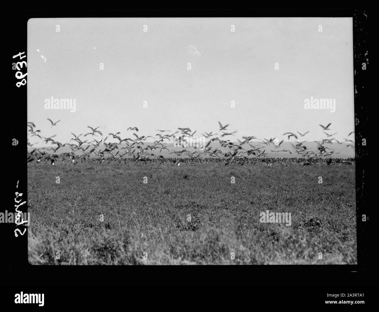 Tanganica. In rotta verso Longido. Gregge di innumerevoli cicogne Foto Stock