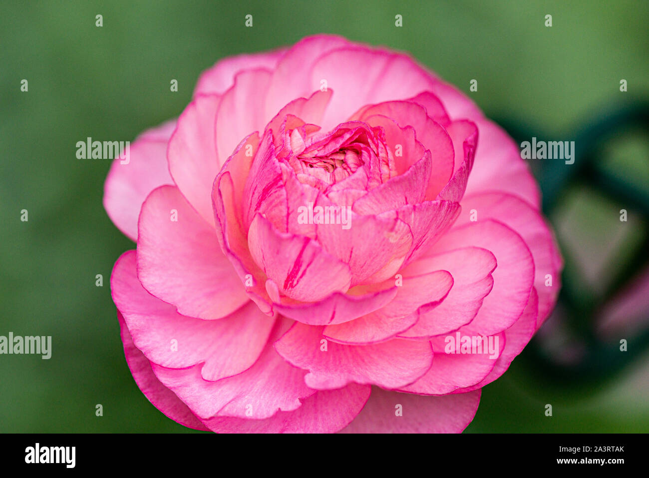 Un fiore doppio rosa di farfalle persiane (Ranunculus asiaticus) Foto Stock