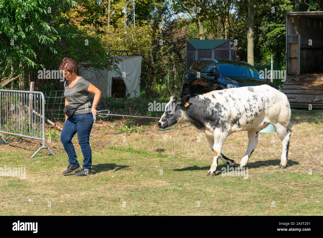 Kieldrecht, Belgio, 1 settembre 2019, che una donna ha una vacca su una lunga corda per essere ammirato dai membri della giuria Foto Stock