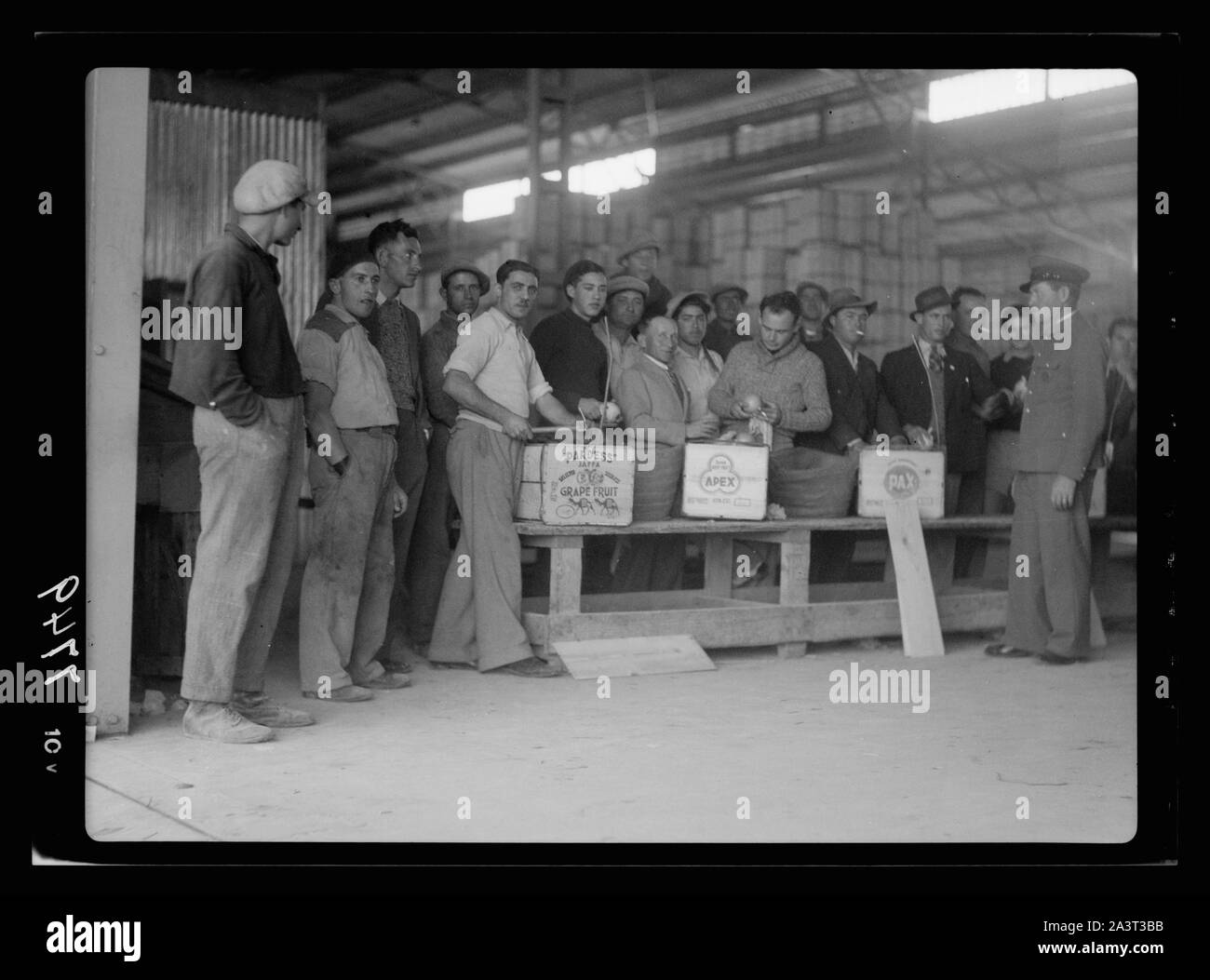 Tel Aviv. Esaminando le arance Foto Stock