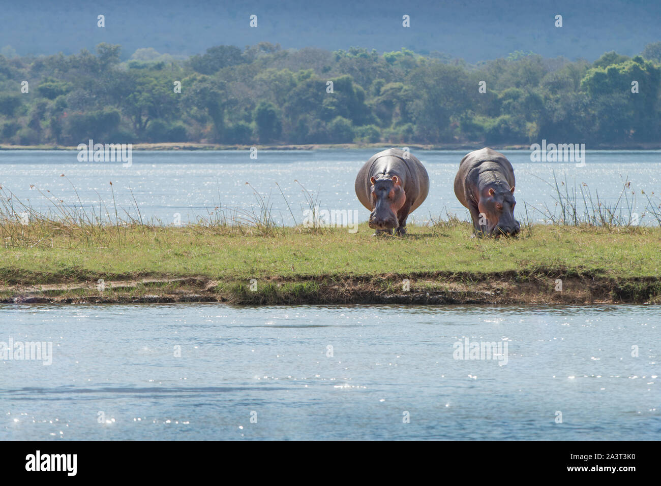 BOTSWANA: enormi ippopotami crogiolarsi al sole. Un fotografo inglese strappato un mozzafiato incontro con il mondo del mammifero più letale recanti suoi temibili Foto Stock