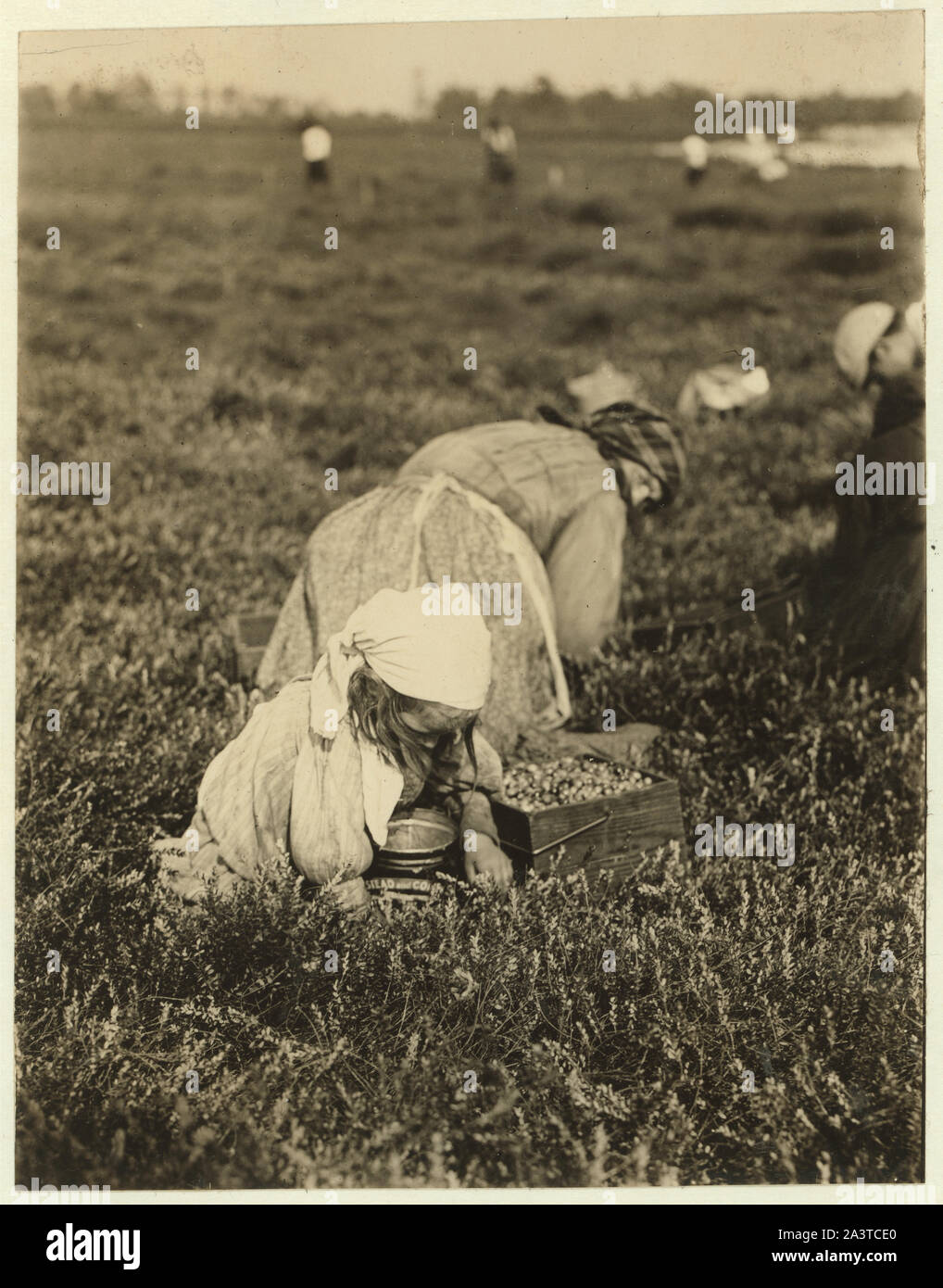 Teresa Lamelli, 818 Kate San, Philadelphia, 5 anni. I bianchi Bog, Browns Mills, N.J. Sett. 28, 1910. Testimonianza E.F. Marrone. Foto Stock