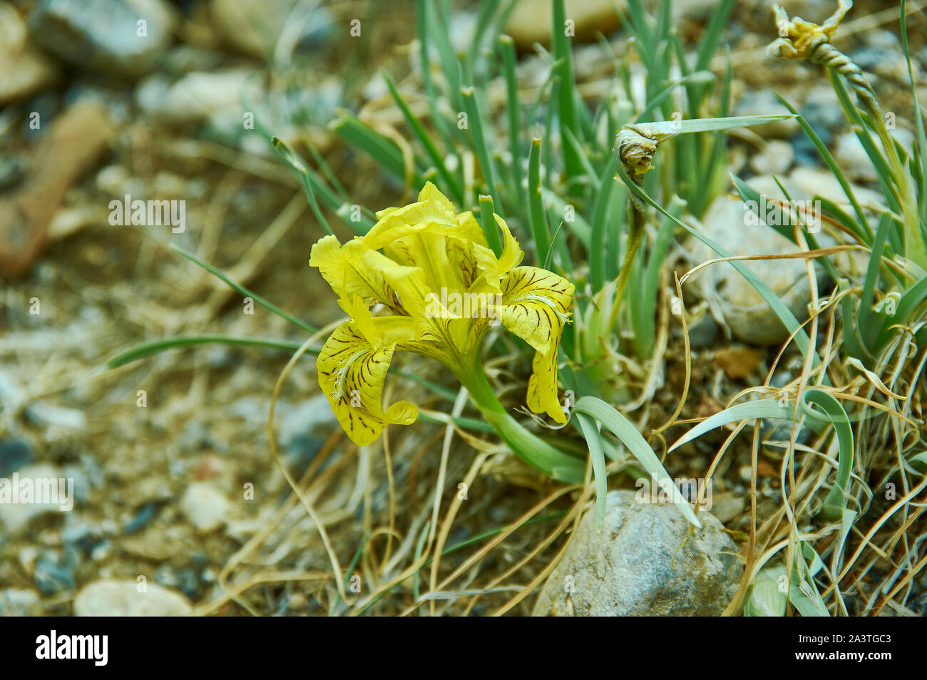 Iris humilis, specie in genere Iris, è anche nel sottogenere di Iris e nella sezione Psammiris Foto Stock