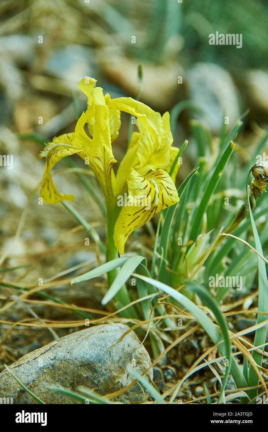 Iris humilis, specie in genere Iris, è anche nel sottogenere di Iris e nella sezione Psammiris Foto Stock