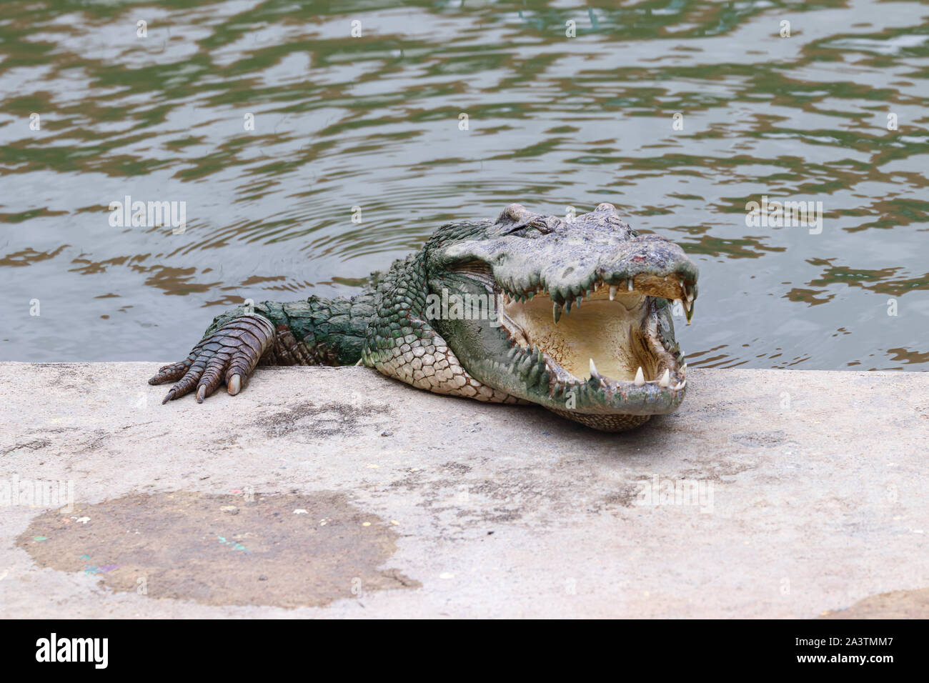 Rilassante coccodrillo dorme sul cordolo piscina Foto Stock