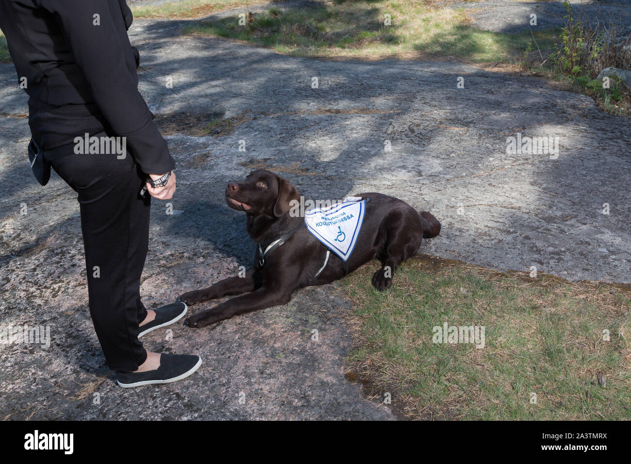 Giovane donna alla formazione un labrador retriever cane guida all'aperto Foto Stock