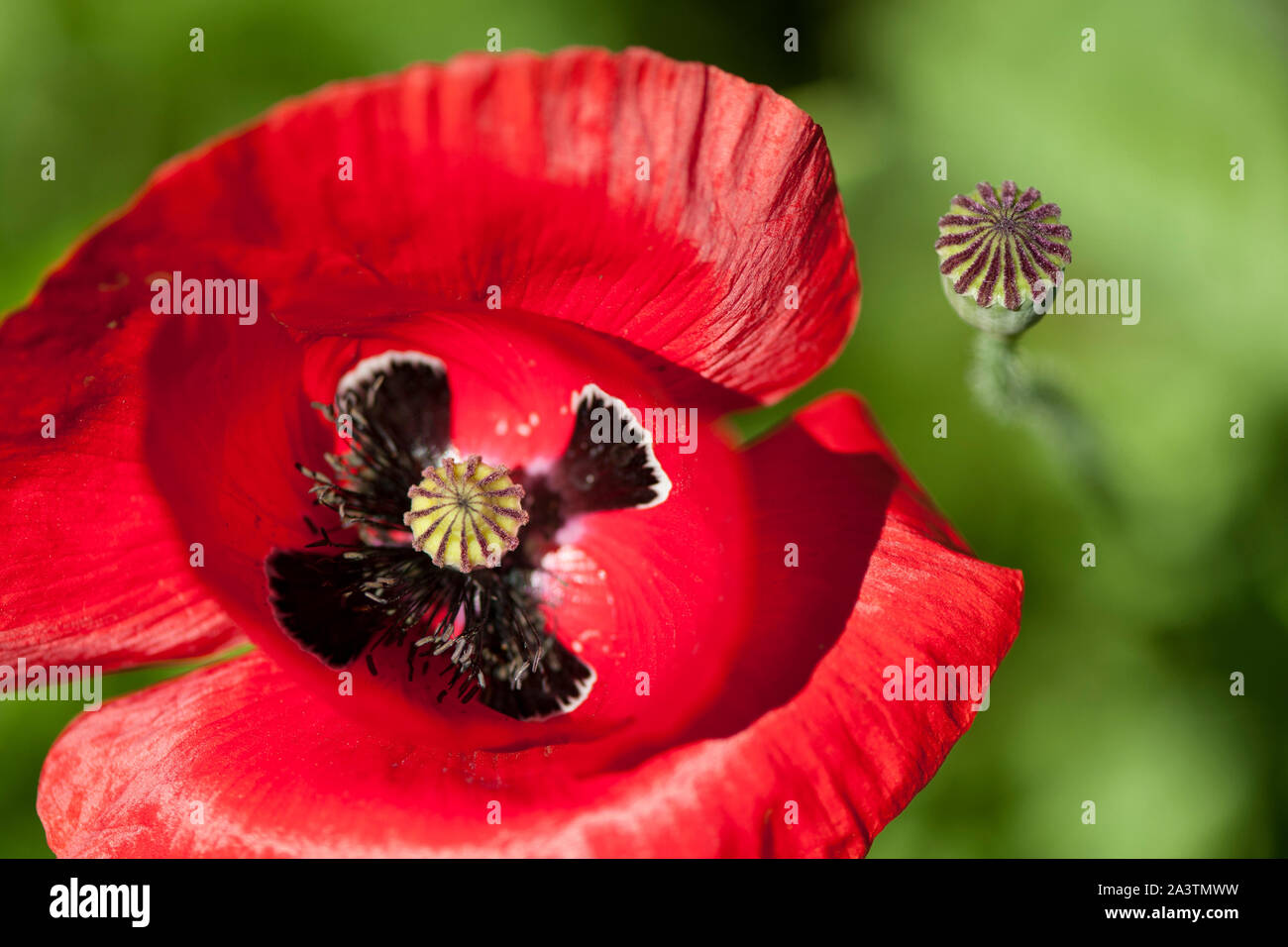 Fiandre Papavero (Papaver rhoeas) in pieno fiore, con la stagionatura seme head nelle vicinanze Foto Stock