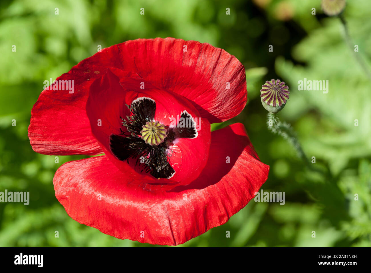 Fiandre Papavero (Papaver rhoeas) in pieno fiore, con la stagionatura seme head nelle vicinanze Foto Stock