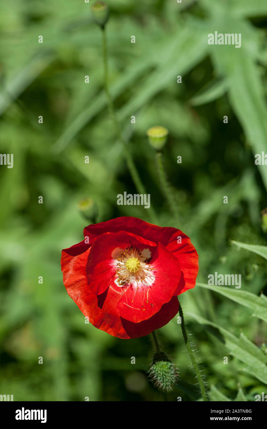 Fiandre Papavero (Papaver rhoeas) in pieno fiore, meno comune forma che mostra una croce bianca al centro invece del più comune di nero. Foto Stock