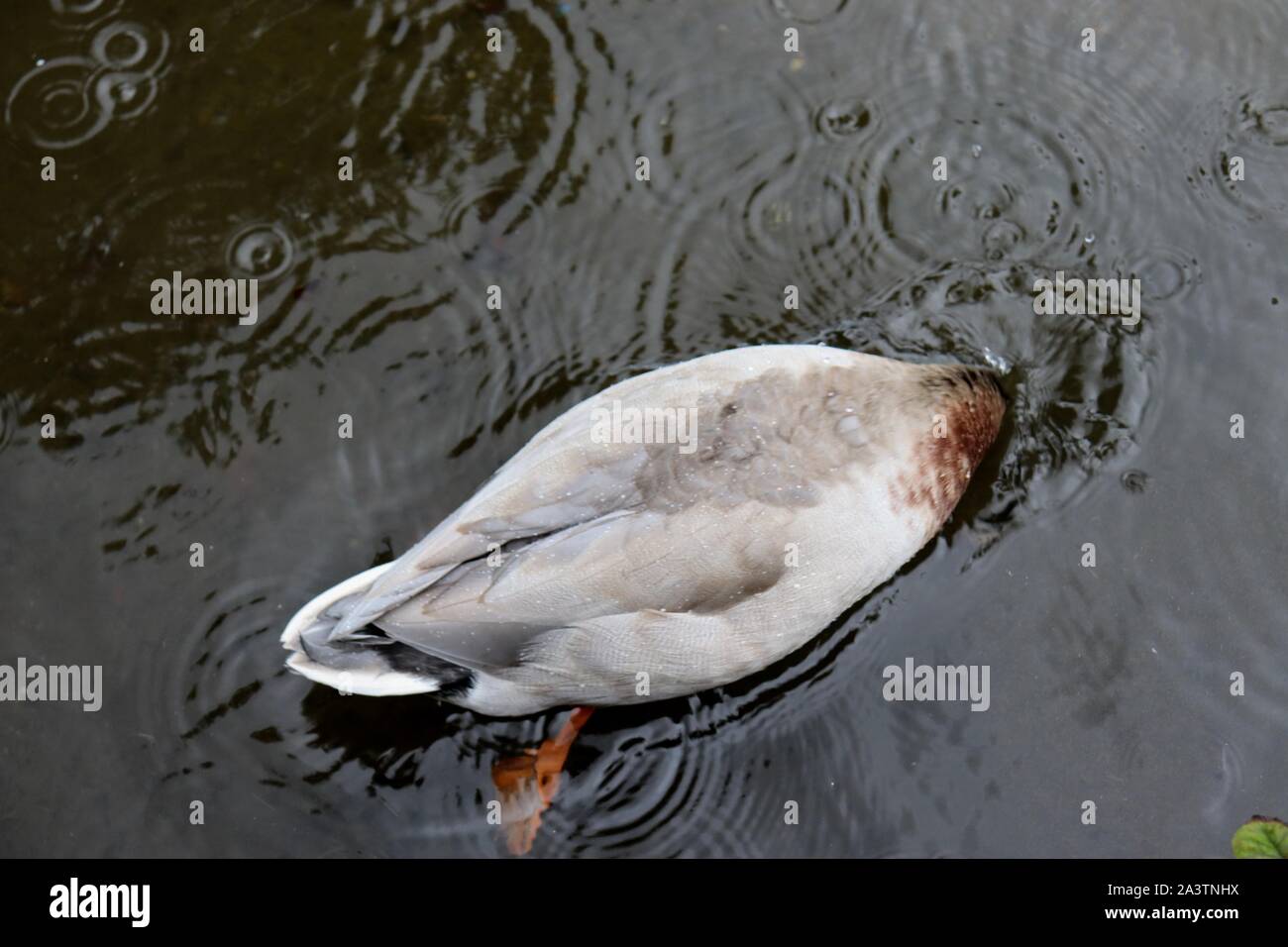 Ducking Foto Stock