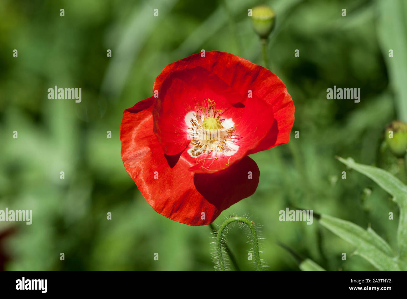 Fiandre Papavero (Papaver rhoeas) in pieno fiore, meno comune forma che mostra una croce bianca al centro invece del più comune di nero. Foto Stock