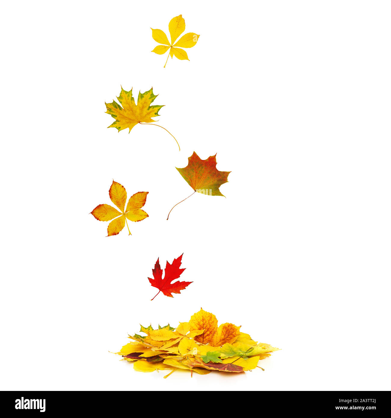 Foglie di autunno cadono su un mucchio di foglie autunnali isolati su sfondo bianco. Foto Stock