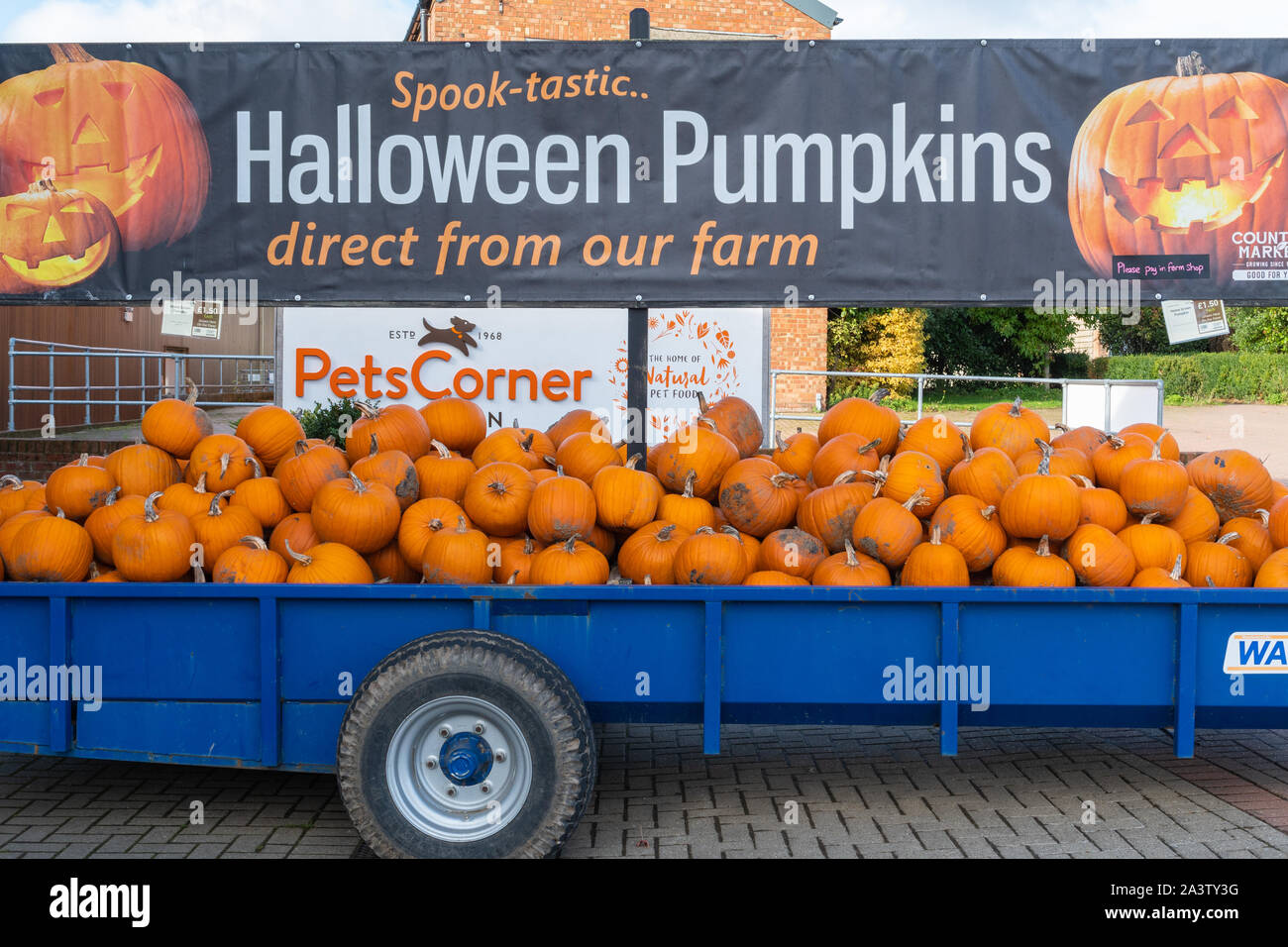 Visualizzazione di zucche in vendita per la festa di Halloween a Bordon paese mercato, Hampshire, Regno Unito Foto Stock