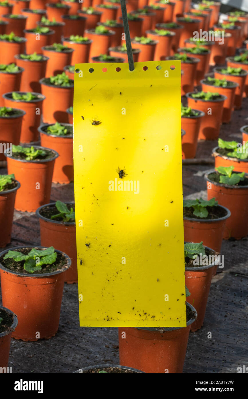 Bigliettino giallo fly la carta all'interno di un vivaio di proteggere i giovani piante che crescono in vasi, REGNO UNITO Foto Stock