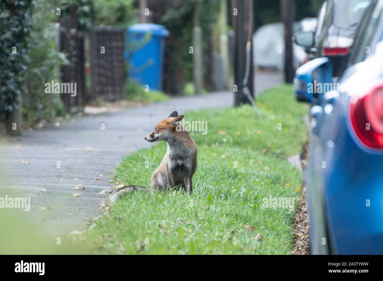 Urban volpe (Vulpes vulpes) seduto accanto a macchine parcheggiate su una strada nel Regno Unito Foto Stock
