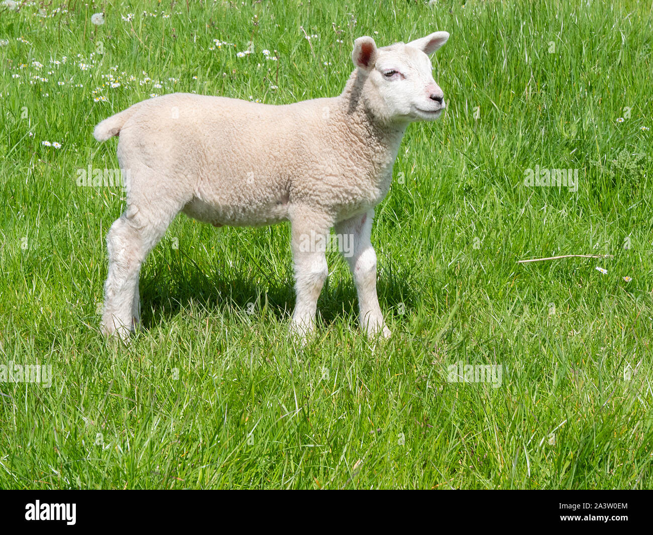 La molla di agnello in un prato DERBYSHIRE REGNO UNITO Foto Stock