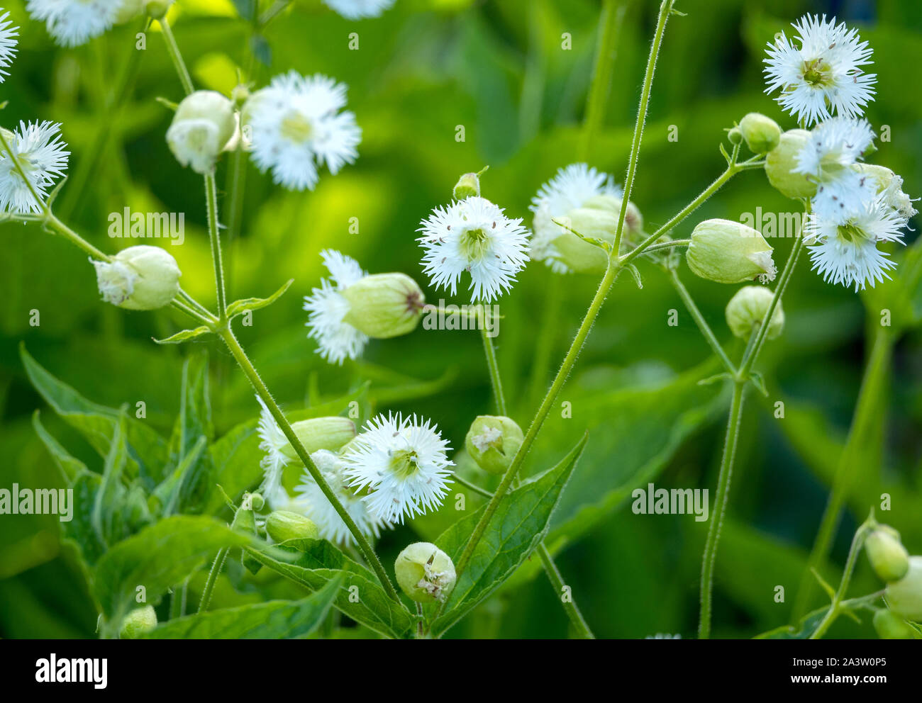 Orlata campion Silene fimbriata in un misto di confine erbacee - REGNO UNITO Foto Stock