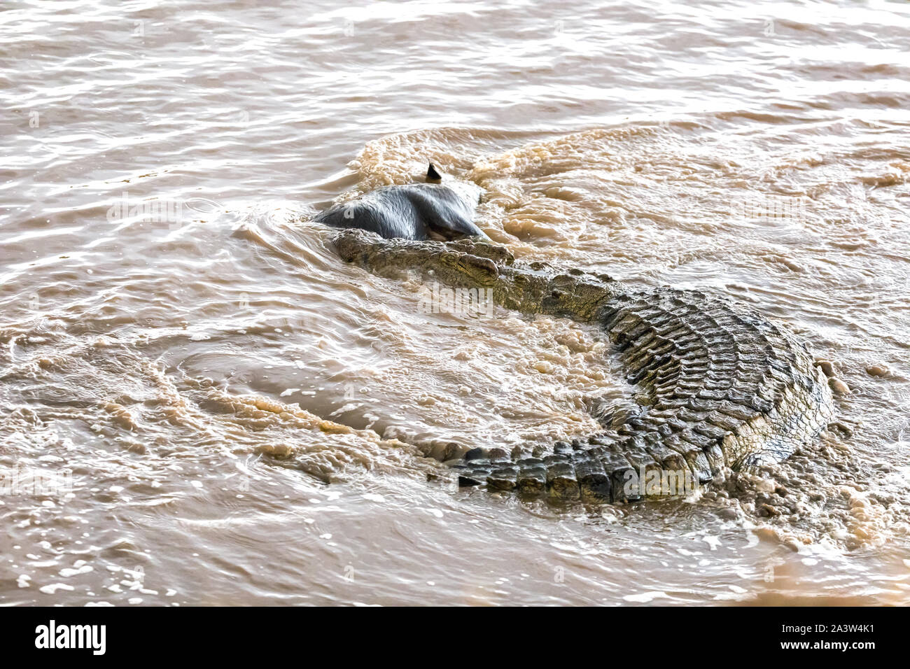 Un enorme coccodrillo del Nilo, Crocodylus niloticus, prende un gnu dalla mandria attraversando il fiume Mara durante l annuale grande migrazione. Foto Stock
