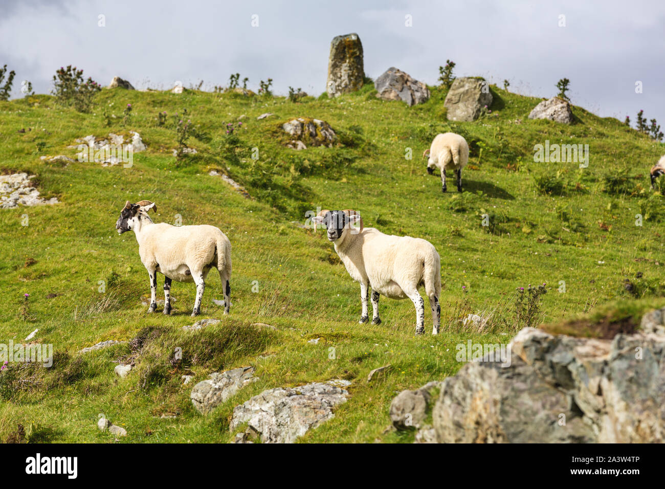 Il nero di fronte il pascolo ovino sull'erba verde dell'Isola di Skye, Ebridi Interne, Scozia. Foto Stock