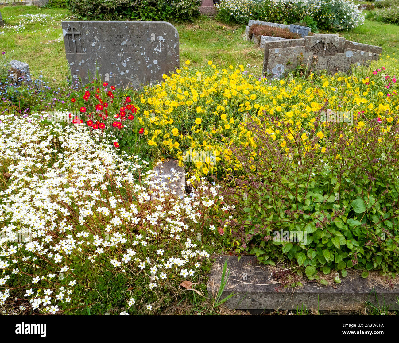Cimitero di fiori piantati per attrarre impollinatori come api e farfalle a St Michael's chiesa parrocchiale Dundry village vicino a Bristol in Somerset REGNO UNITO Foto Stock