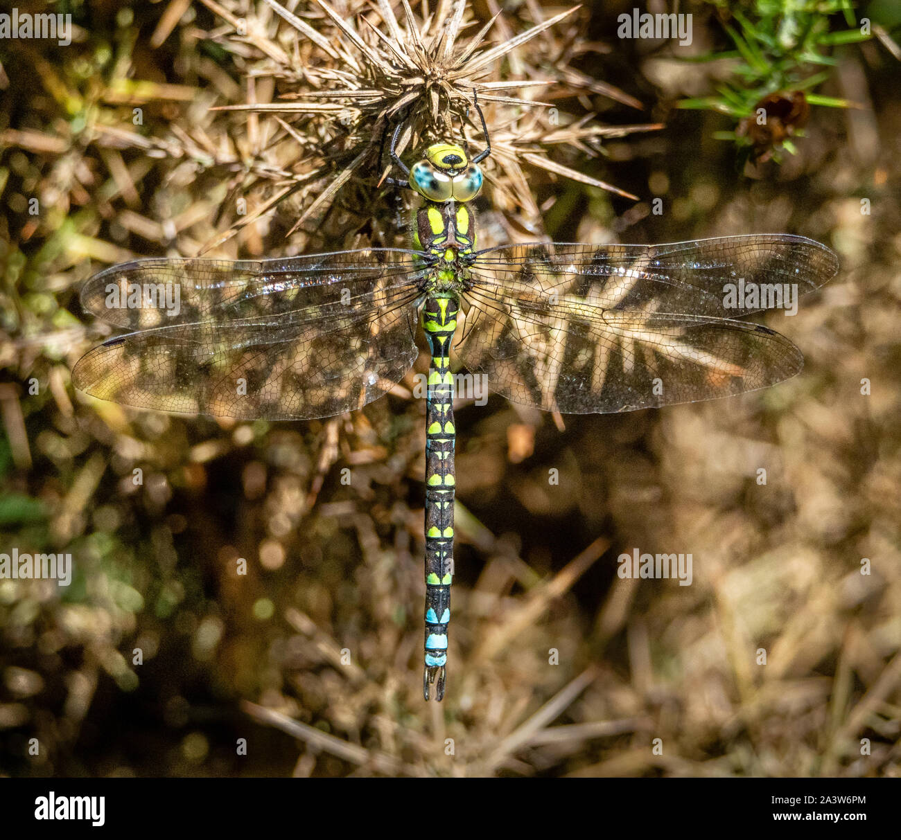 Maschio Hawker meridionale di libellula Aeshna cyanea appeso a riposo su essiccato gorse sulla penisola di Arne Dorset Regno Unito Foto Stock