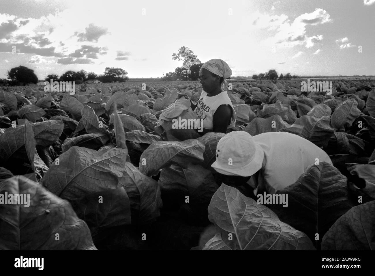 Il Brasile, Bahia, Sao Felix: due donne brasiliane raccogliere le foglie di tabacco su una piantagione. Foto Stock