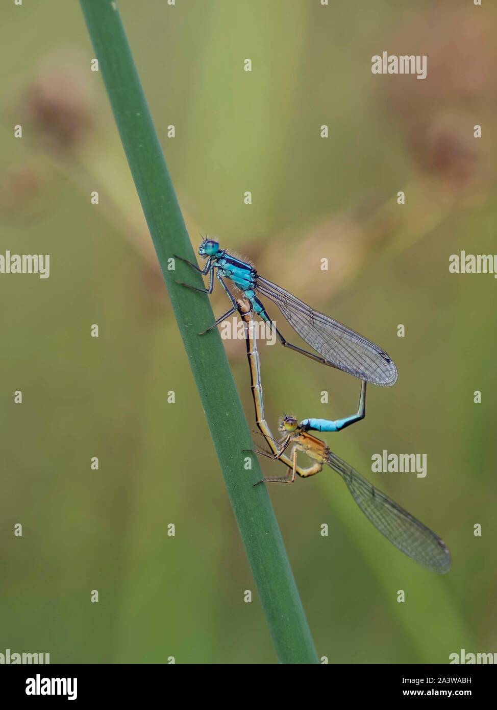 Damselflies Smeraldo - cuore di accoppiamento Foto Stock