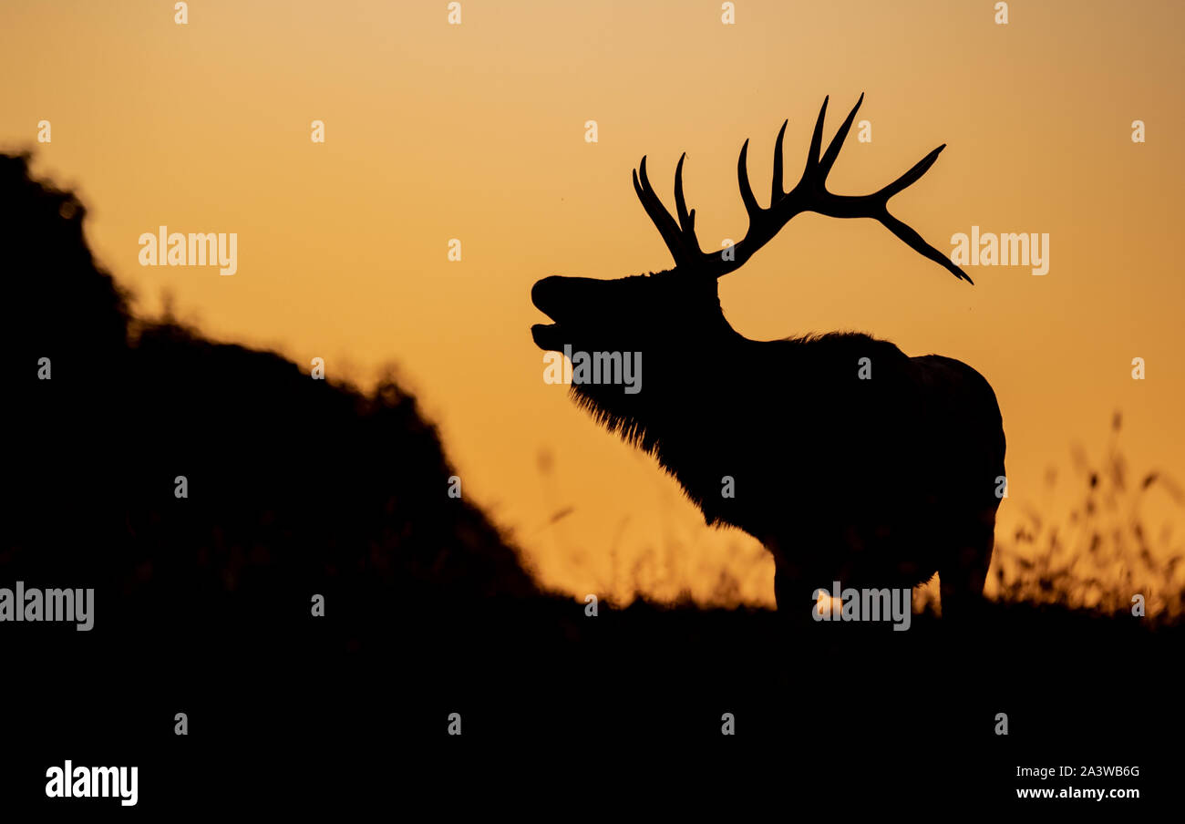 Elk silhouette su una montagna al tramonto Foto Stock