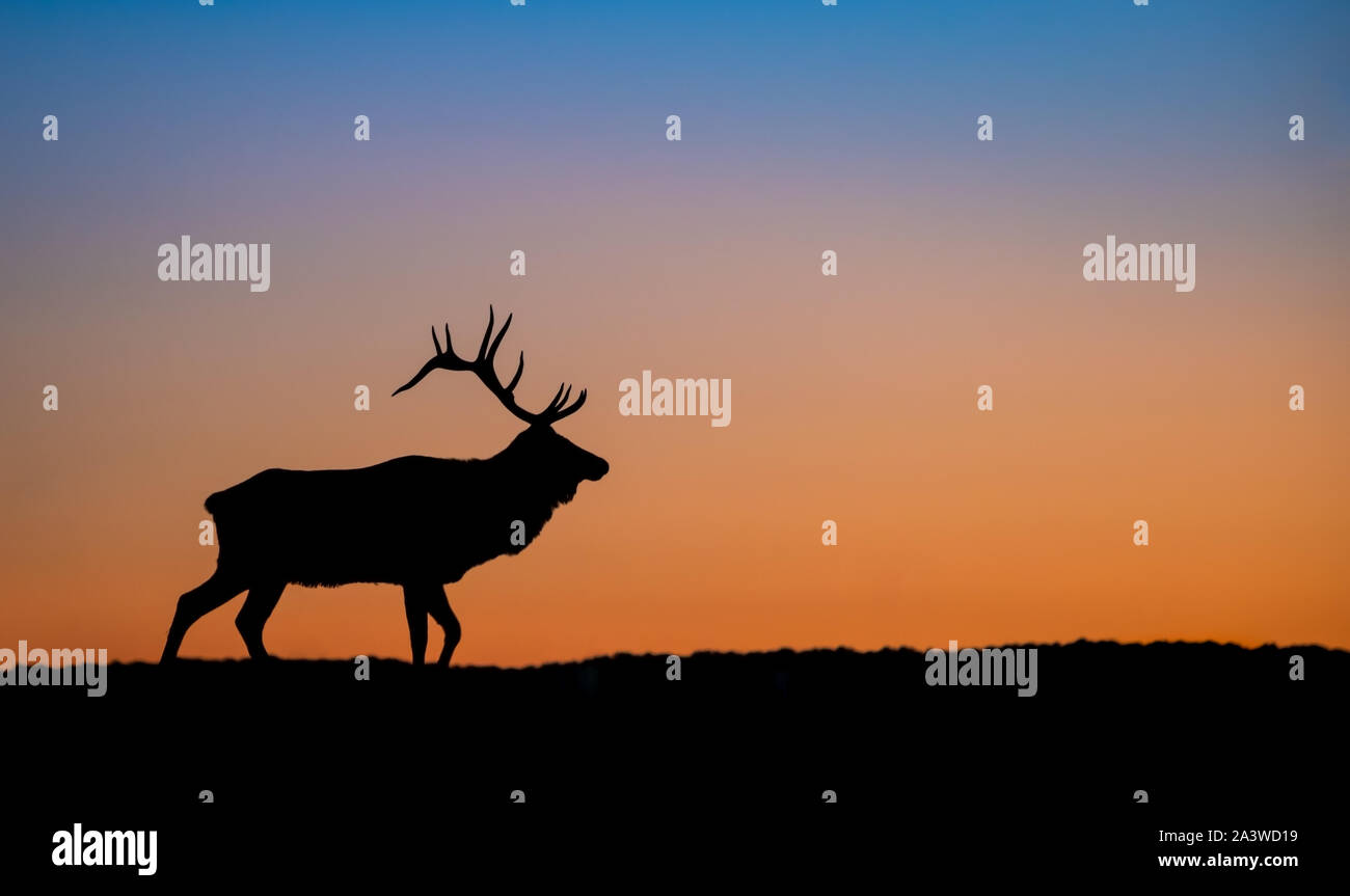 Elk silhouette su una montagna al tramonto Foto Stock