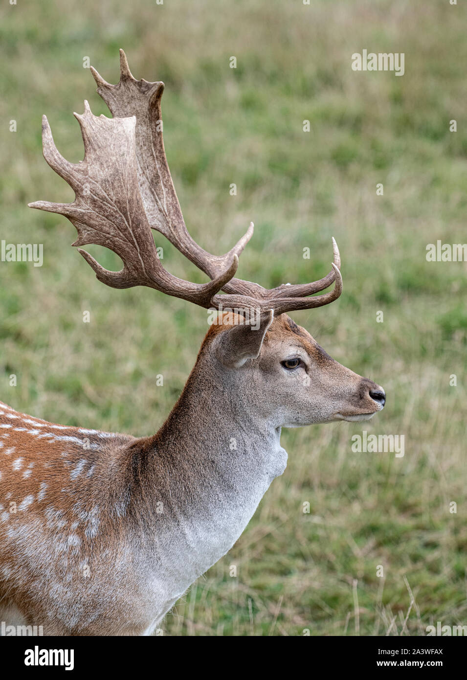 Daino: Dama Dama. Feste di addio al celibato. Foto Stock