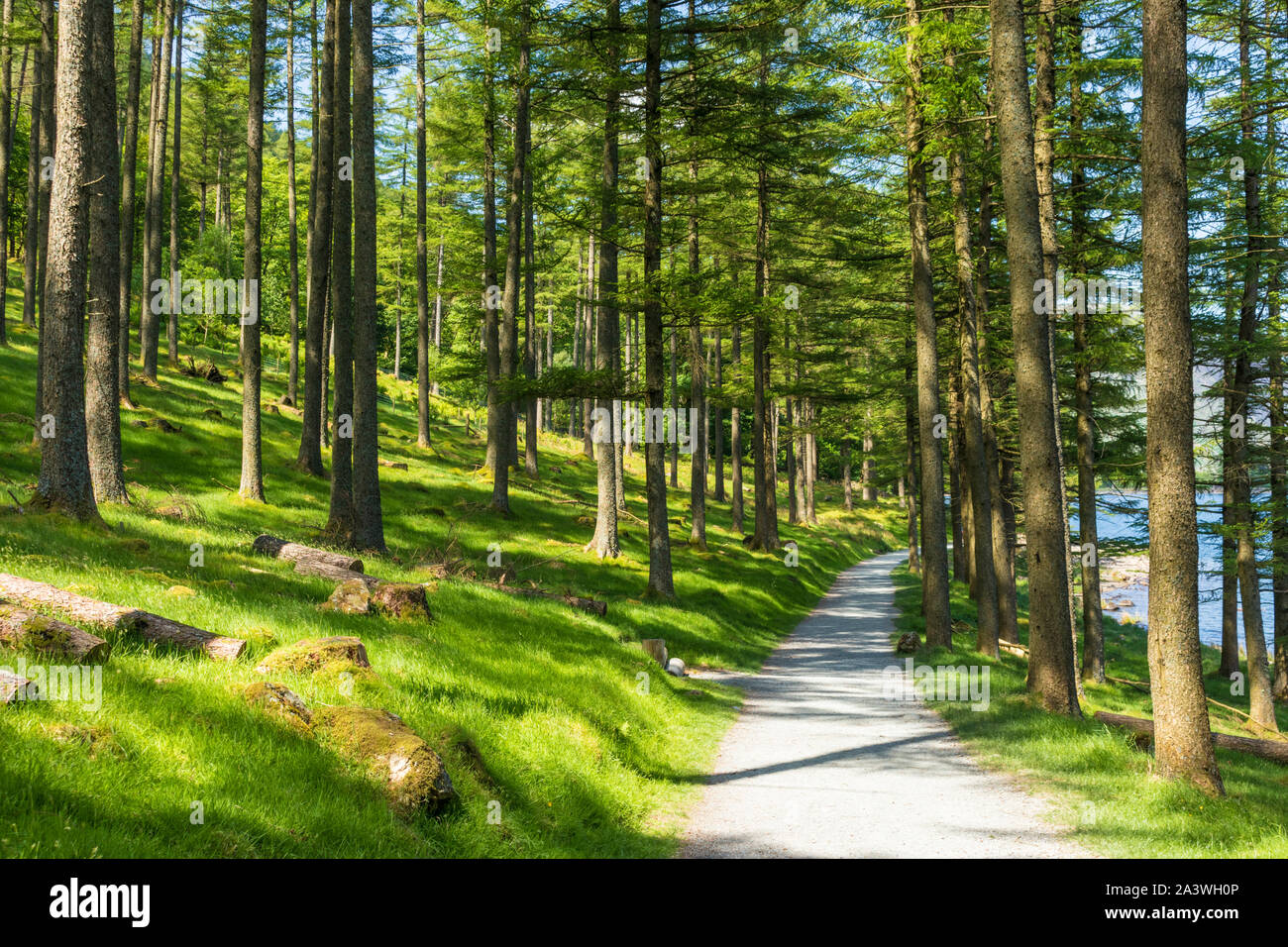 Lake District UK Buttermere percorso e la luce del sole attraverso gli alberi di pino legno Burtness Buttermere Parco Nazionale del Distretto dei Laghi Cumbria Inghilterra UK GB Europa Foto Stock