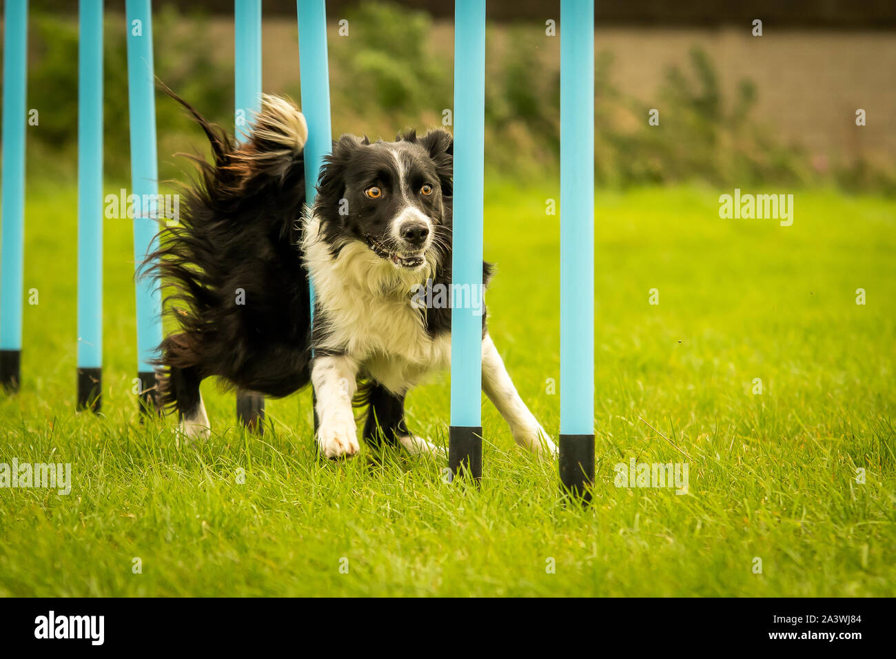 Border Collie completando Dog agilità poli di tessitura Foto Stock