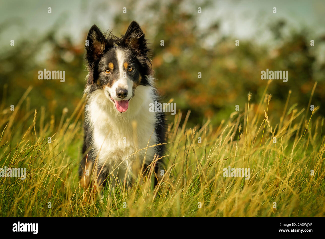 Felice Black Tri Border Collie cane in erba prato Foto Stock